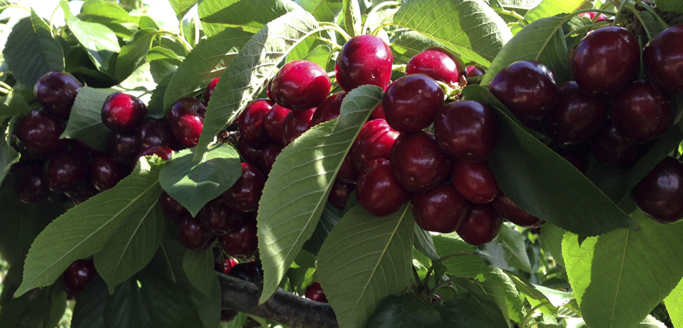 Grupo Don Angel, frutas y conservas con Don