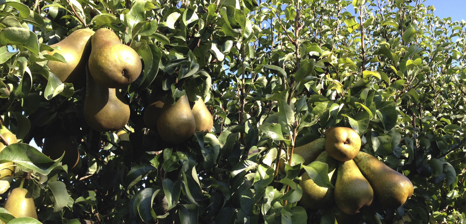 Grupo Don Angel, frutas y conservas con Don